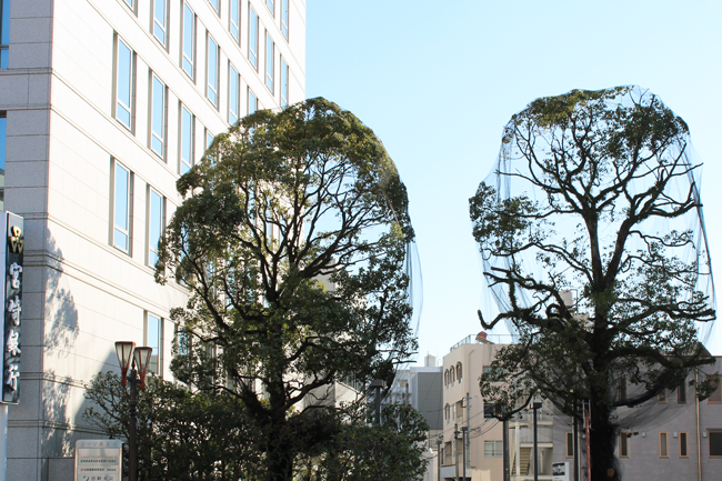 宮崎銀行街路樹防鳥網設置