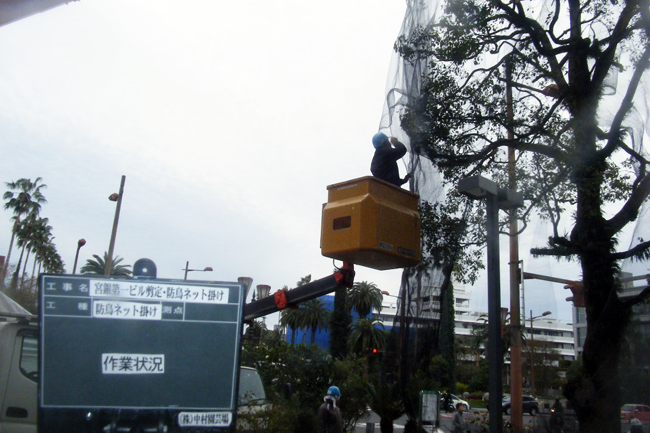 宮崎銀行街路樹防鳥網設置